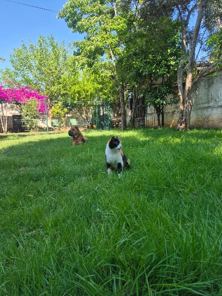 SmartDogZ+ foto 2