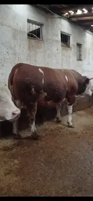 ELMADAĞ BESİ ÇİFTLİĞİ fotoğrafı