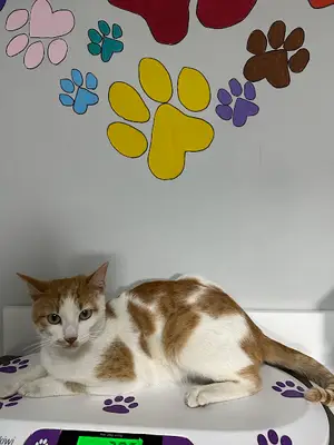 Şifa Veteriner Kliniği