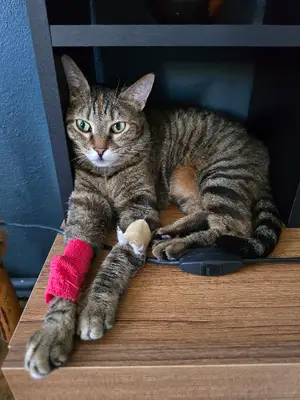 Özel Alaşehir Veteriner Kliniği
