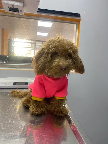 Özel Alaşehir Veteriner Kliniği foto 2