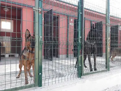 Kem Dog Köpek Eğitim Ve Konaklama
