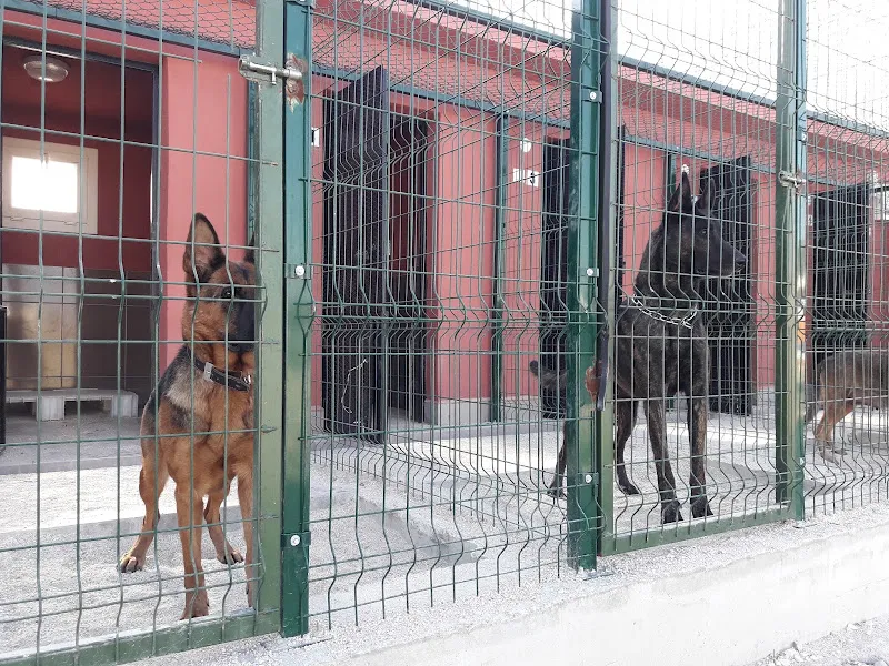 Kem Dog Köpek Eğitim Ve Konaklama foto 1