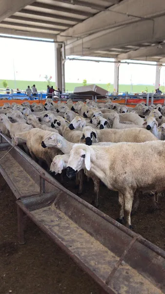 Kişmiroğlu Hayvancılık ve Tarım foto 2