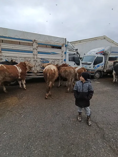 İbb Orhanlı Sahipsiz Hayvan Doğal Yaşam Alanı foto 2