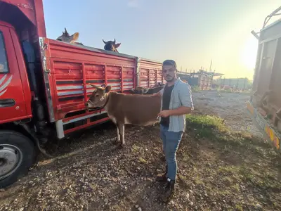 Çorum Sungurlu Canlı Hayvan Pazarı