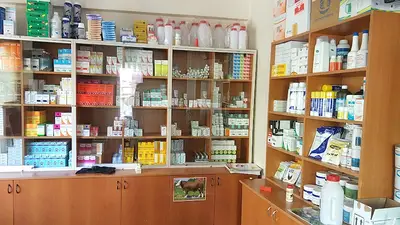 evcil hayvan bakımı