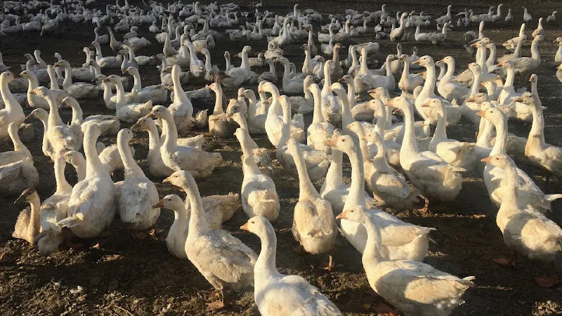 çıtak kanatlı çiftliği foto 1