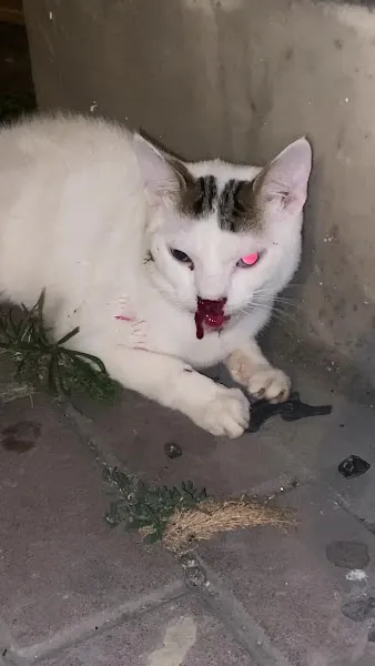 Tepeören Sahipsiz Hayvan Geçici Bakımevi ve Yaşam Alanı foto 2