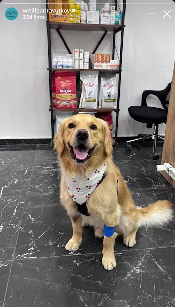 PrimeVet Başakşehir Veteriner Kliniği foto 2