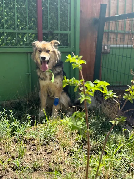 Patimesgut Veteriner Kliniği foto 2