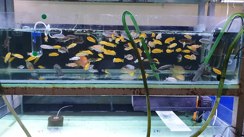 Örnek Akvaryum Pet Shop foto 2