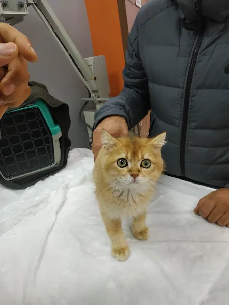Yenişehir Vet Veteriner Kliniği foto 2
