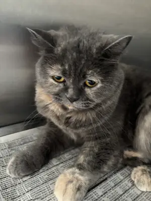 Vetbros Veteriner Kliniği
