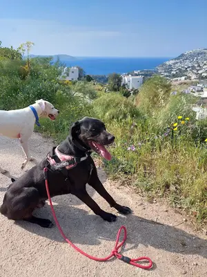 Bodrum Köpek Gezdirme