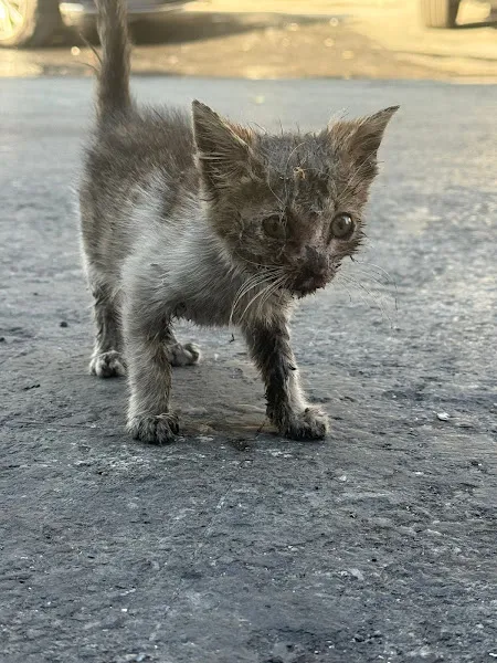 Eyüpsultan Belediyesi Sokak Hayvanları Kliniği foto 2