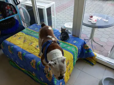 Pet-Way veteriner kliniği