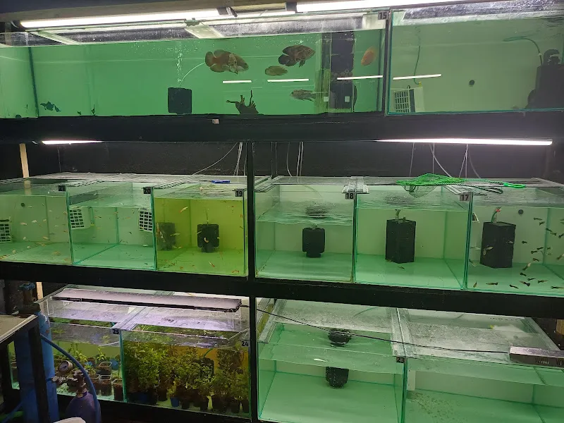Kupa Akvaryum Petshop foto 1