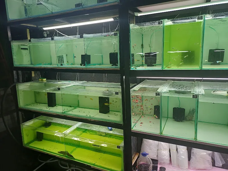Kupa Akvaryum Petshop foto 2