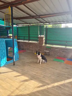 Luna Pet Otel fotoğrafı