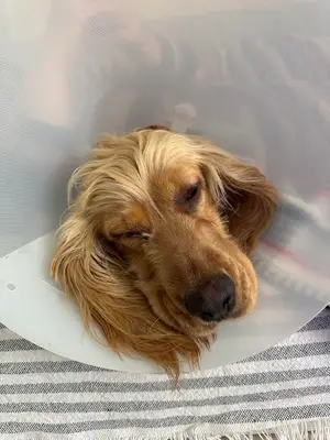 Animaris Veteriner Kliniği