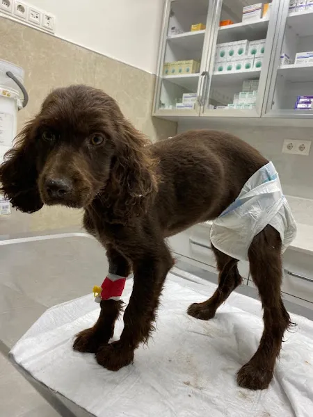 Yarenay Veteriner Kliniği foto 2