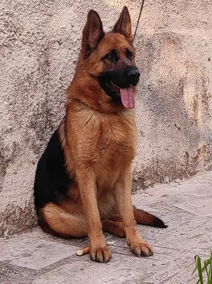Aydın Pet Otel ve Pet Pansiyon 09