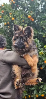Tier Veteriner Kliniği