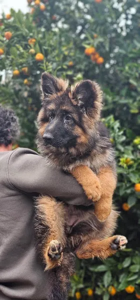 Tier Veteriner Kliniği foto 1