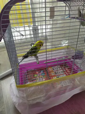 Ecem Petshop