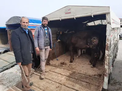 Küçükbaş Canlı Hayvan Pazarı