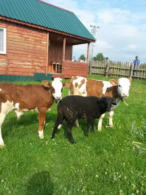 Akyazı Zirve Veteriner Kliniği