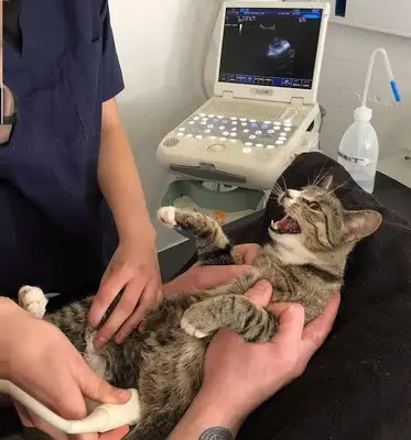 MERKEZ PET VETERİNER KLİNİĞİ