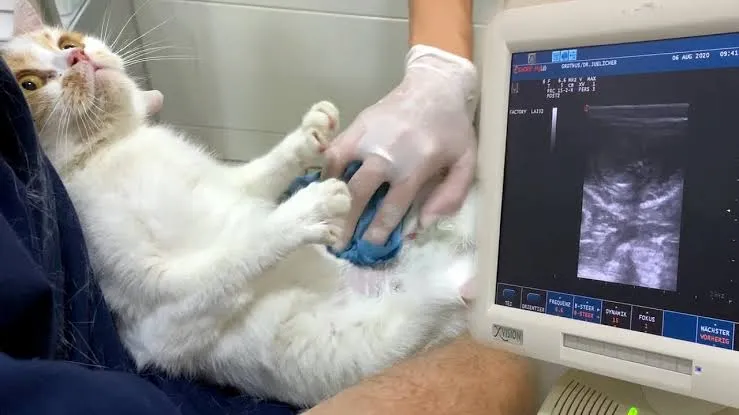 MERKEZ PET VETERİNER KLİNİĞİ foto 2