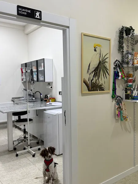 BUDDY VETERİNER KLİNİĞİ foto 2