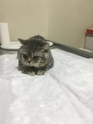 Mehmet Bülbül Veteriner Kliniği