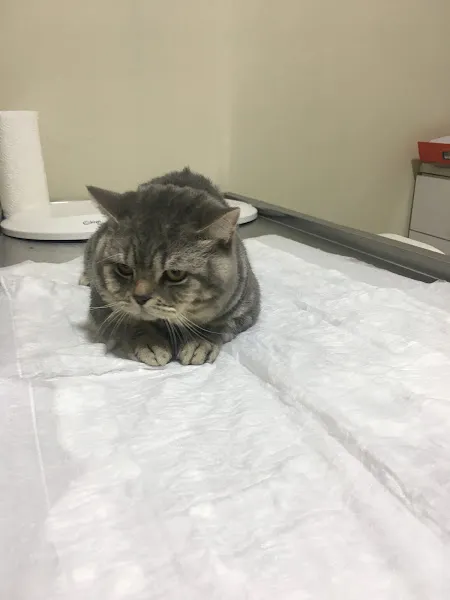 Mehmet Bülbül Veteriner Kliniği foto 1
