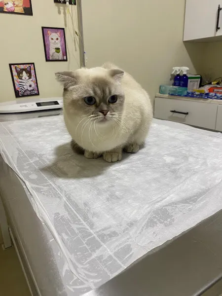 Mehmet Bülbül Veteriner Kliniği foto 2