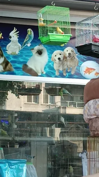 Pati Dünyası PırPır Kuş Petshop foto 2