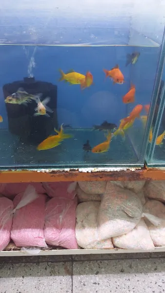Fatih Pet Shop foto 2