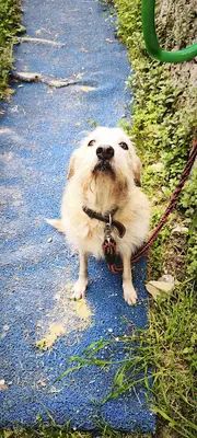 Kedi köpek oteli kuşadası