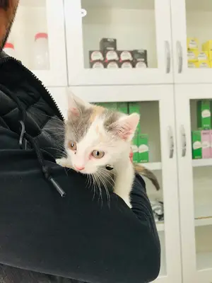 Kasanoğlu Veteriner Kliniği
