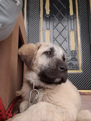 Sağlık Veteriner Kliniği