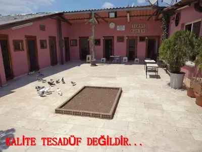 Teras Güvercin Evi