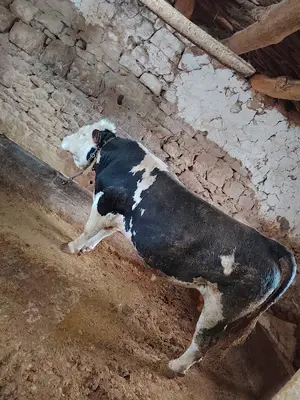 ÇETİNDAŞ hayvancılık
