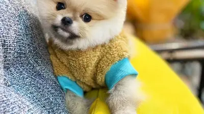 Köpek Lux Köpek Oteli fotoğrafı