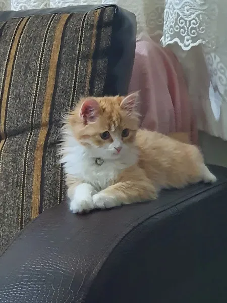Gökkuşağı Veteriner Kliniği foto 2