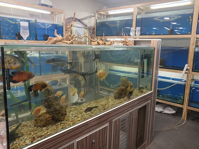 Gerçek Petshop ve Akvaryum Ahmet özcan caddesi foto 2