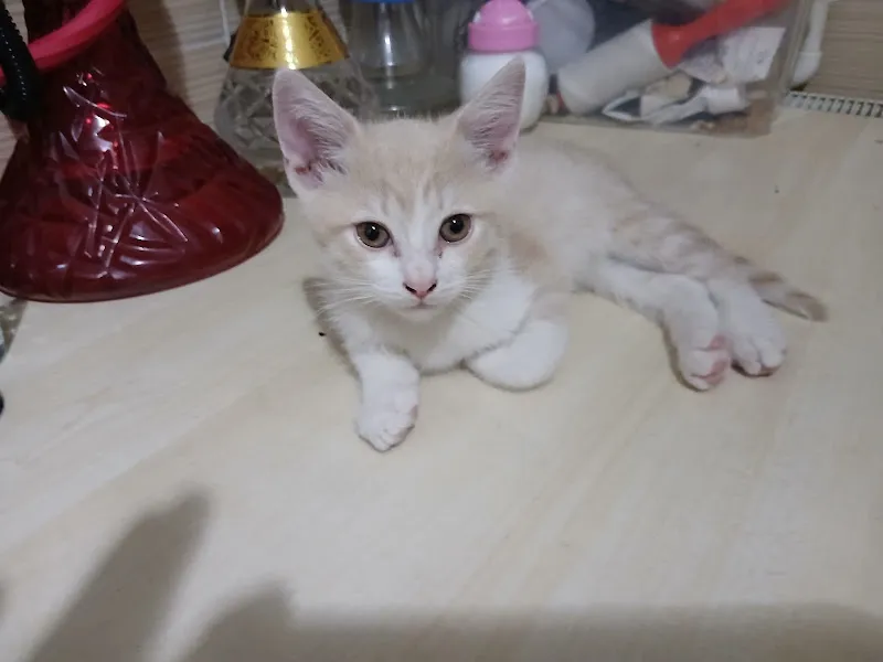 Tuana Petshop foto 2