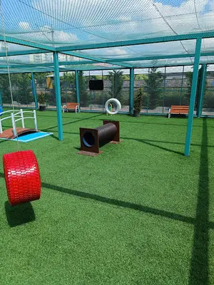 Kedi Kasabası